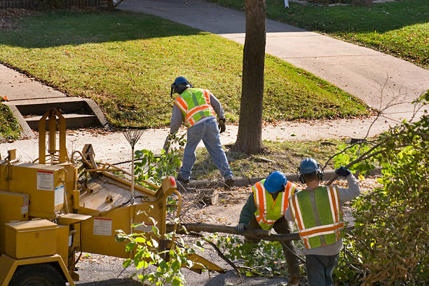 Best Lawn Disease Treatment  in Roswell, GA