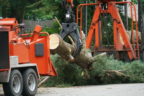 How Our Tree Care Process Works  in  Roswell, GA